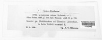 Uromyces minor image